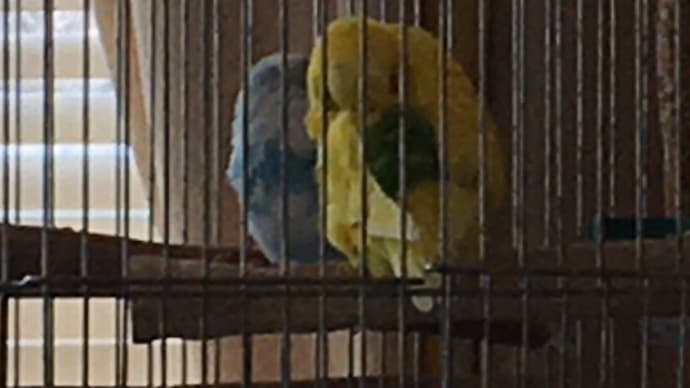 インコの帰還