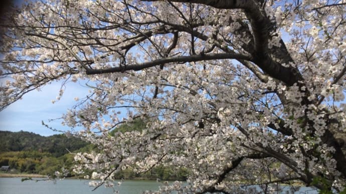 桜の季節