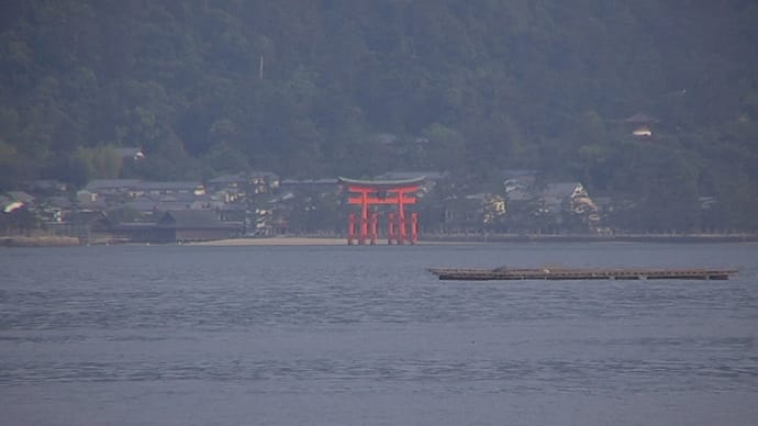 八朔の収穫