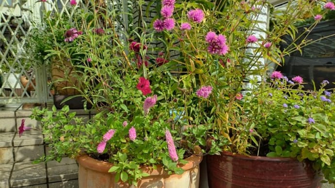 門扉前の寄せ植えが秋らしくなりました