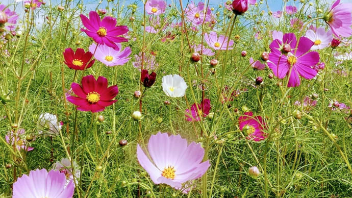 久住高原〜飯田高原の花9月