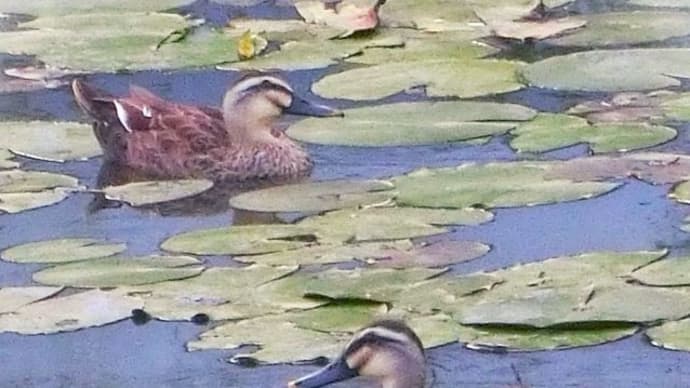 睡蓮池のカルガモ