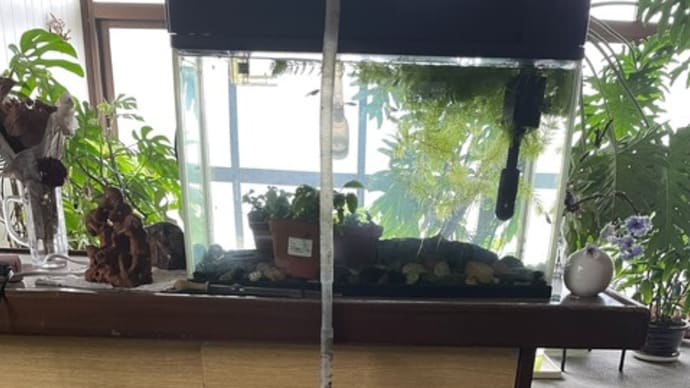 メダカの水は植木に水やりに使う