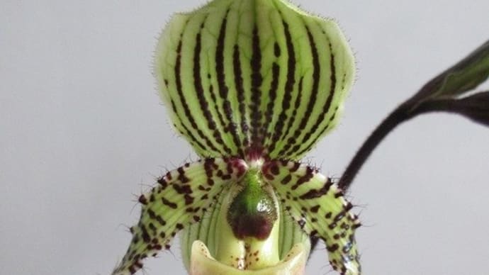 夏に咲くパフィオ Paph Transvaal