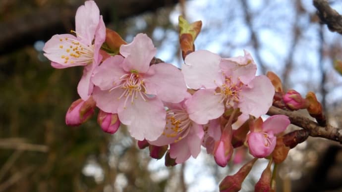 早咲きの桜が咲き始め