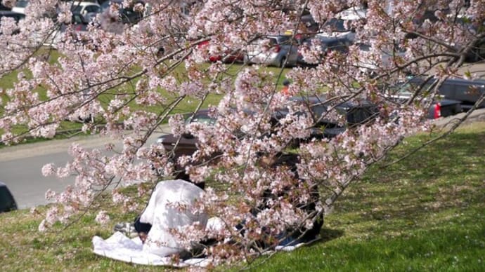 桜の木の下で