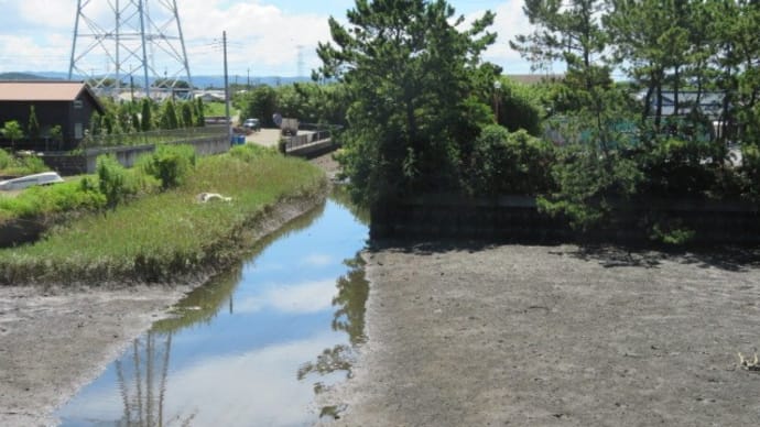 子ガモと青空