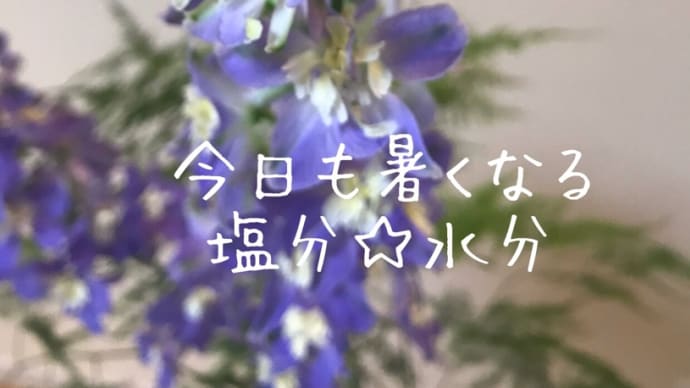 今日も暑くなりそです