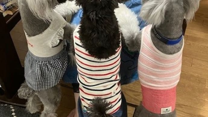 元気に歩く小春ちゃん&寅の謎の行動