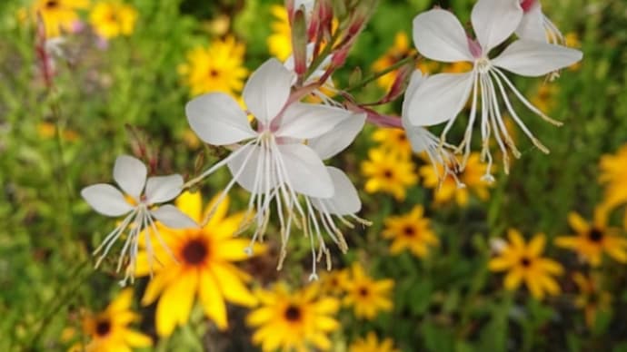 我が家の花壇