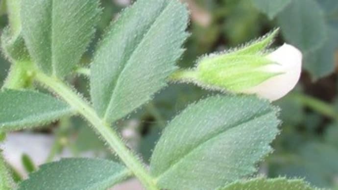 ヒヨコマメの花 そんなに甘くはなかった!リンゴの実