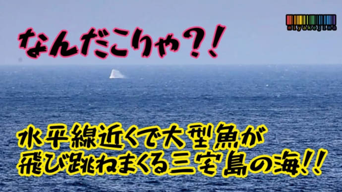 なんだこりゃ?!大型魚が飛びまくっている?