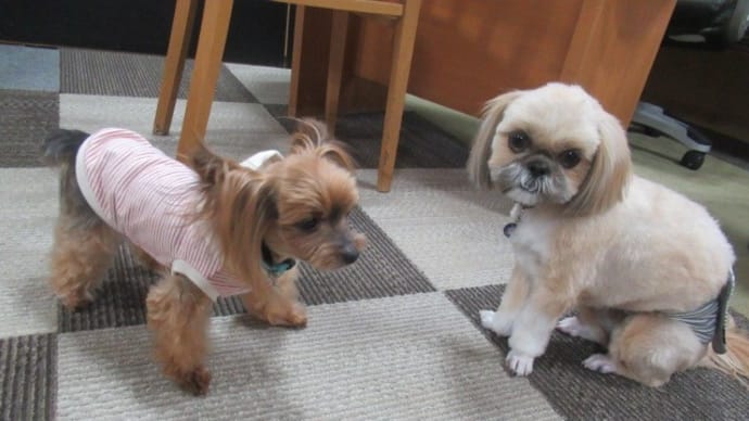 21/04/26 犬の幼稚園BuddyDog