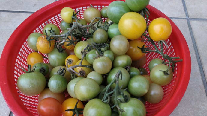 最終収穫の青いミニトマトが・・・