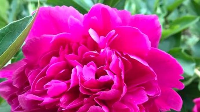実家の庭の芍薬の花　と　鉄人28号オープニング映像