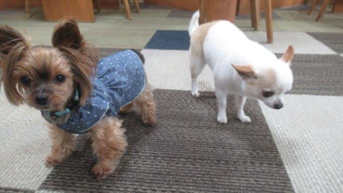 21/10/04 犬の幼稚園BuddyDog