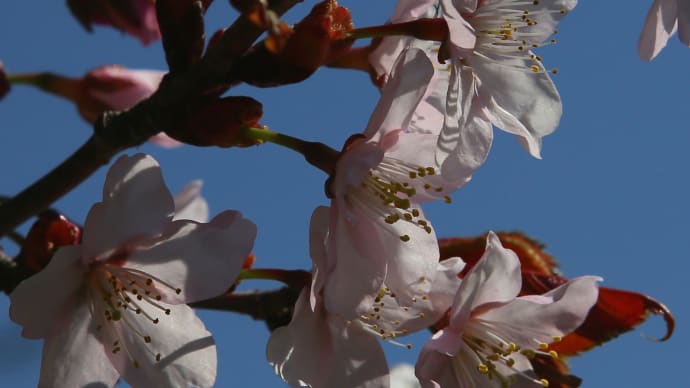 北海道の桜2-2