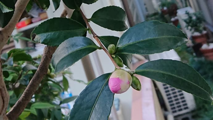 ささやかな楽しみ