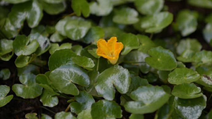 ◆水生植物など(くらしの植物苑)