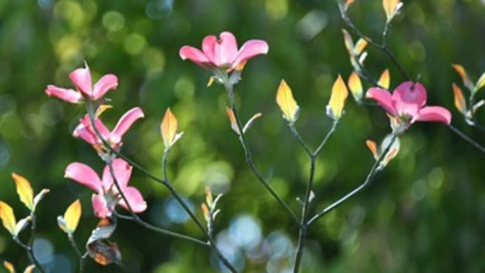 花水木(その五、裏庭写真(花水木編)最終回)
