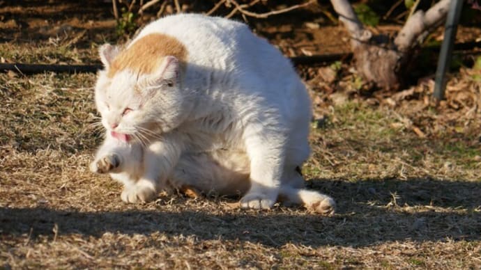 猫のいる風景⑭