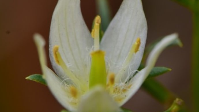 ムラサキセンブリ　白花