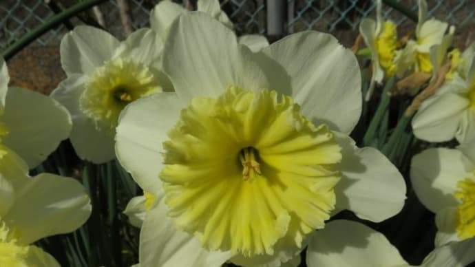 Long-cupped daffodil