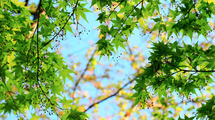 ❷朝のお写んぽ 4/17