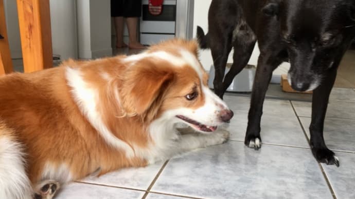 スキ狙う犬とスキだらけの犬