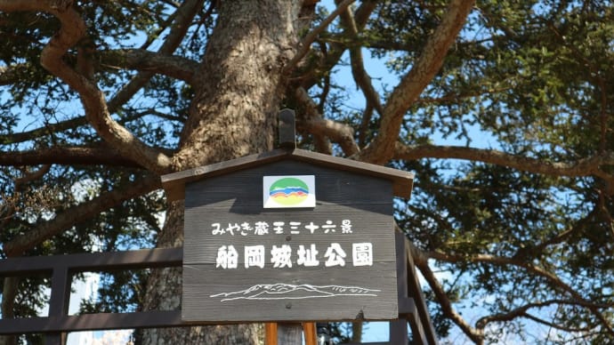 シダレザクラ 宮城県柴田郡柴田町(7)船岡城址公園駐車場
