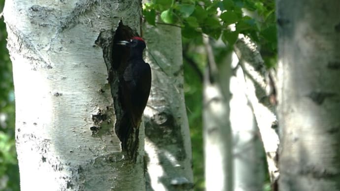憧れの特別天然記念物 野鳥