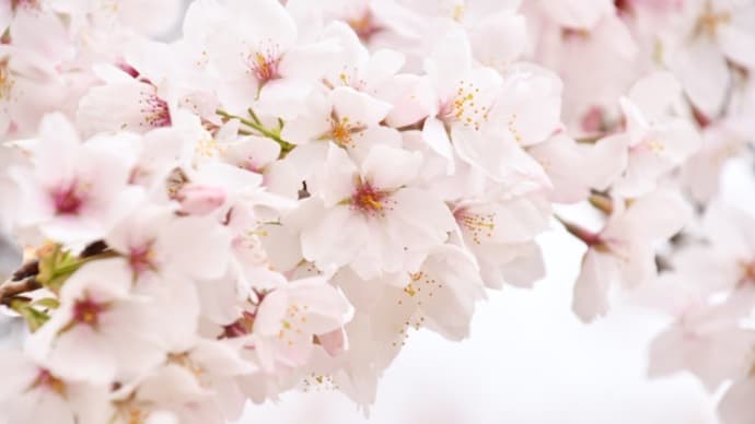 京都・桜見物…醍醐寺 その1