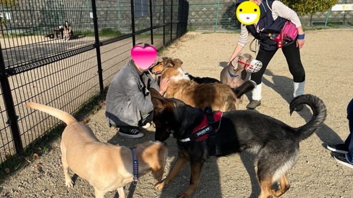 東部公園ドックラン