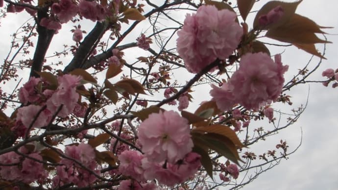 桜の塩漬け