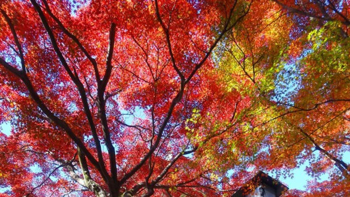 ”公園の紅葉状況チェック”ポタ