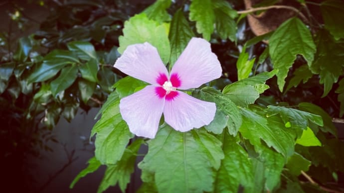 Enjoy Life🌸☘️😊🎶