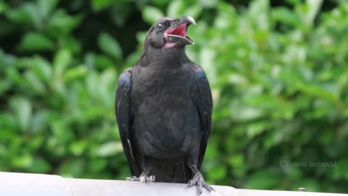カラスの子 なぜ鳴くの?