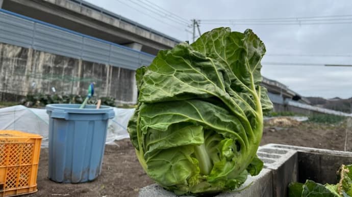 本日は収穫のみでした。