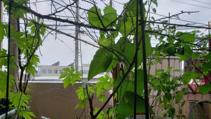 ベランダ菜園1ヶ月