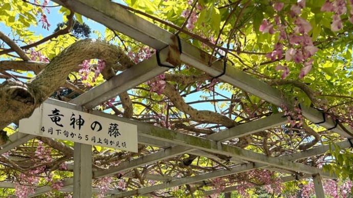 二見町「大江寺の藤」見てきました~(^^) 2025