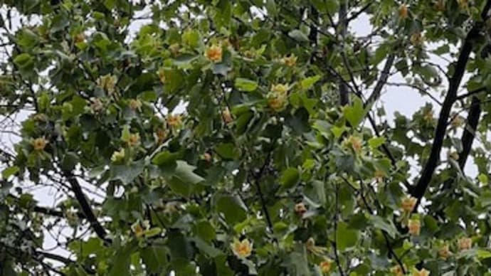 ユリノキの花