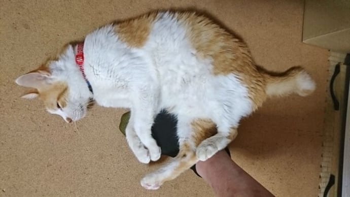 10月9日(土) 猫の麦とごまの日常日記