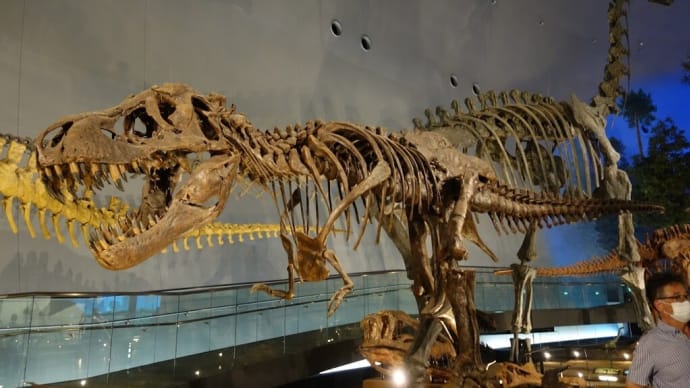 越前（２０）福井県立恐竜博物館