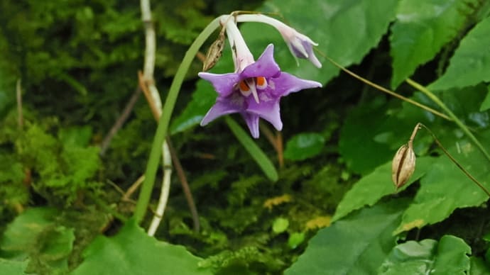避暑を兼ねて六甲高山植物園へ(PartⅠ)