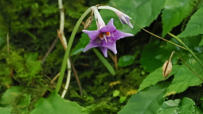 避暑を兼ねて六甲高山植物園へ（PartⅠ）