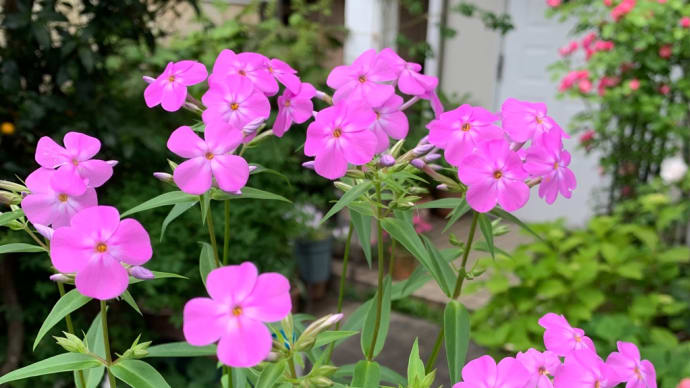 幸せの花開く時 (7) 〜色々な花色や花形を求めて〜