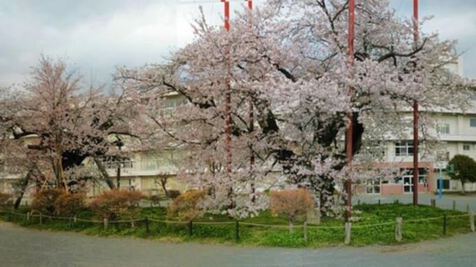 篠窪（しのくぼ）の隣町　小学校には桜が似合う（2024/04/13)