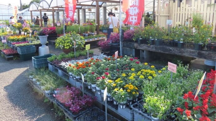 宮崎園芸特価セールと多肉植物