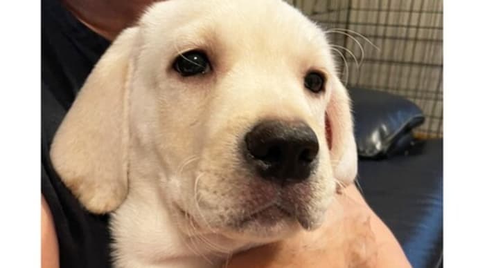 ☆☆☆ 子犬たち(12週)...