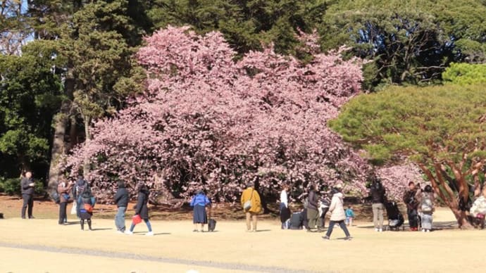 花散歩・寒さ和らぐ!